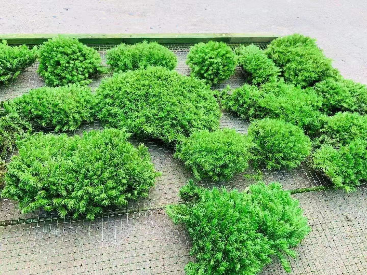 永生苔蘚廠家直銷